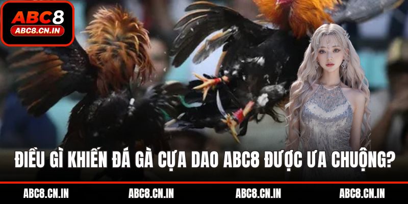Điều gì khiến đá gà cựa dao ABC8 được ưa chuộng?
