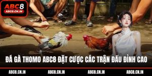 Đá gà Thomo ABC8