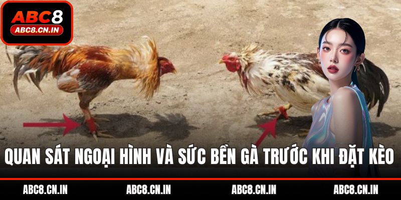 Quan sát ngoại hình và sức bền gà trước khi đặt kèo 