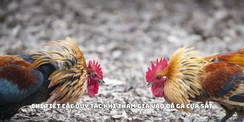 Chi tiết các quy tắc khi tham gia vào đá gà cựa sắt