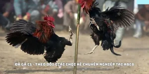 Đá Gà C1 - Theo Dõi Giải Chọi Kê Chuyên Nghiệp Tại ABC8