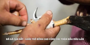 Đá Gà Cựa Sắt - Giải Trí Đỉnh Cao Cùng Các Trận Đấu Máu Lửa