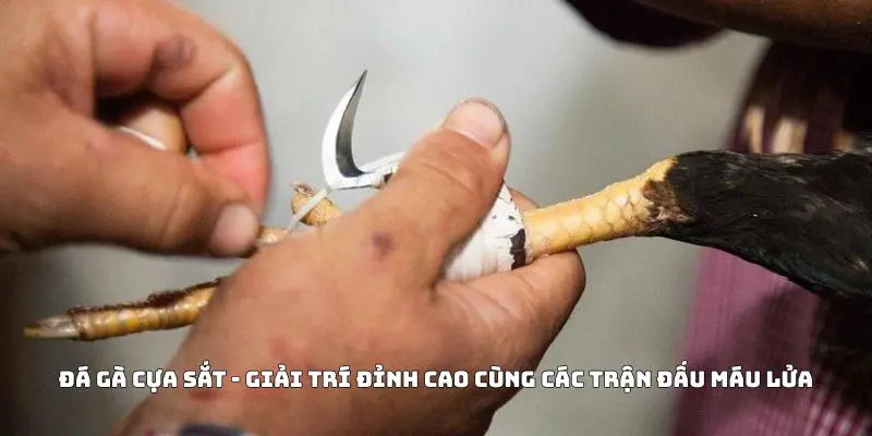 Đá Gà Cựa Sắt - Giải Trí Đỉnh Cao Cùng Các Trận Đấu Máu Lửa