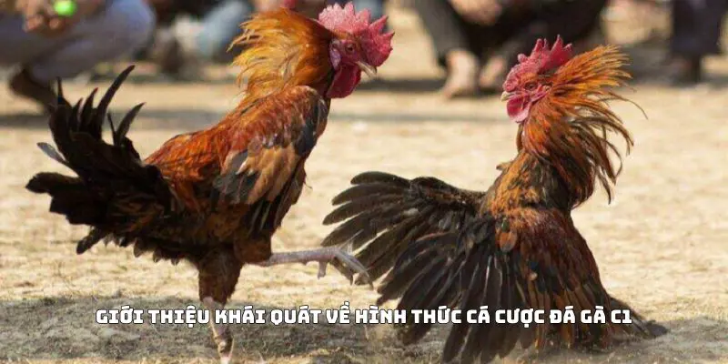 Giới thiệu khái quát về hình thức cá cược đá gà C1