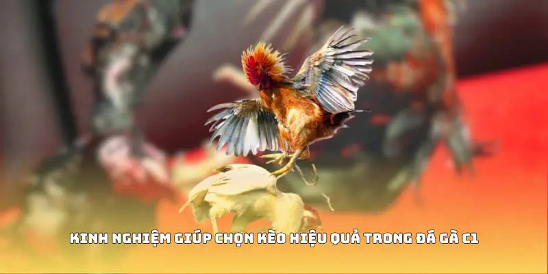 Kinh nghiệm giúp chọn kèo hiệu quả trong đá gà C1