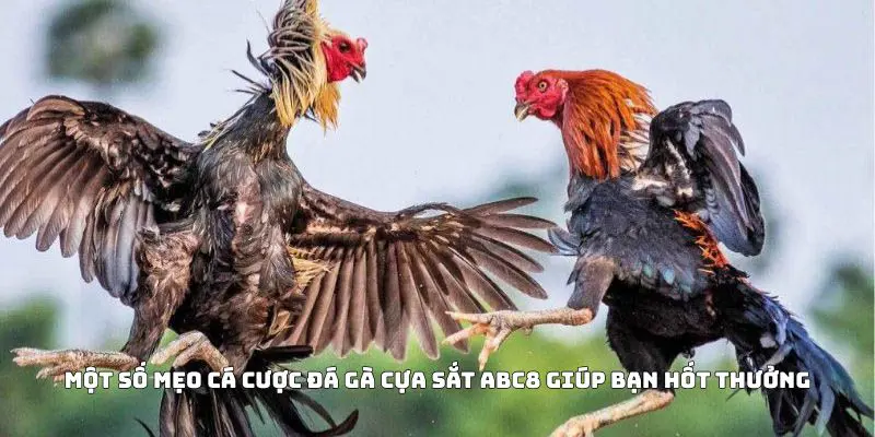 Một số mẹo cá cược đá gà cựa sắt ABC8 giúp bạn hốt thưởng