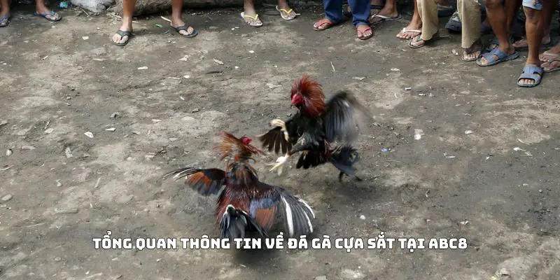 Tổng quan thông tin về đá gà cựa sắt tại ABC8
