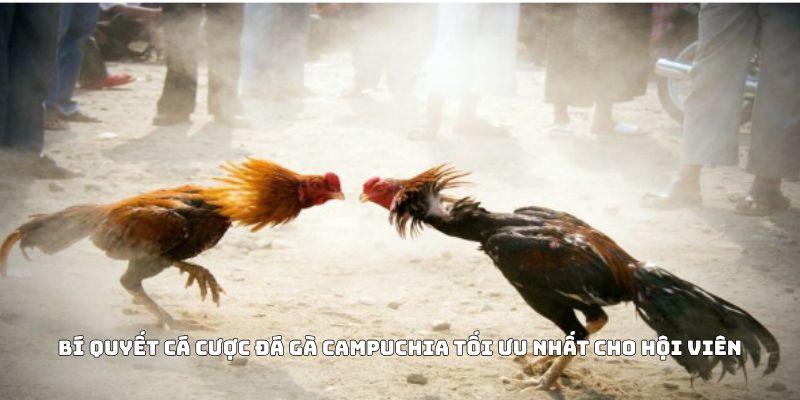 Bí quyết cá cược đá gà Campuchia tối ưu nhất cho hội viên