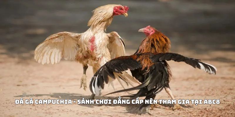Đá Gà Campuchia - Sảnh Chơi Đẳng Cấp Nên Tham Gia Tại ABC8