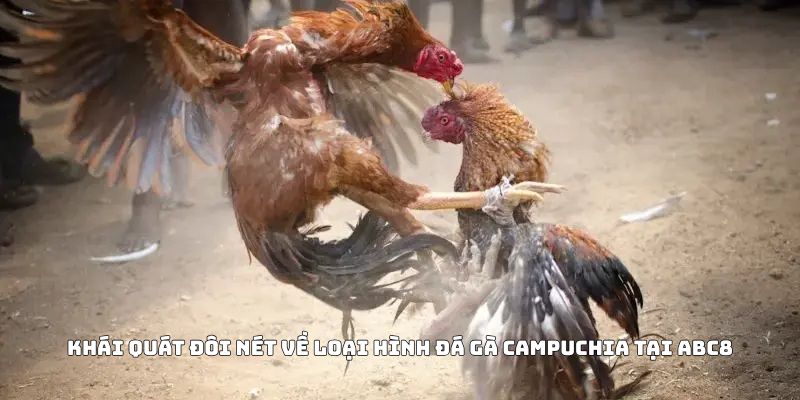 Khái quát đôi nét về loại hình đá gà Campuchia tại ABC8