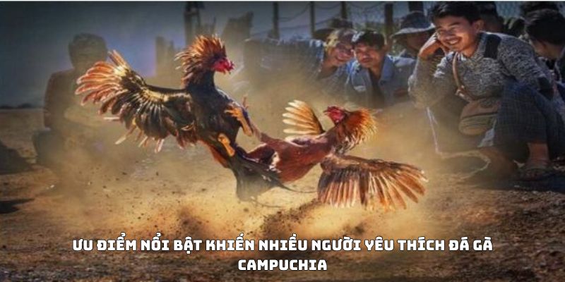 Ưu điểm nổi bật khiến nhiều người yêu thích đá gà Campuchia